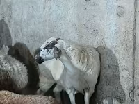 نعجة, الأغنام — الصورة 2