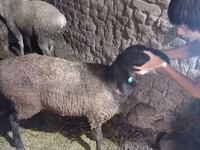 Sheep, Sheep — photo 6