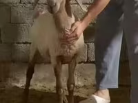 Ram, Sheep — photo 2