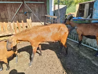 Billy Goat, Goats — photo 3