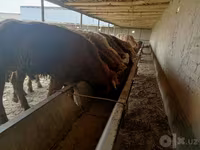 Bulle, Simmental cattle — Foto 2