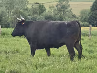 Kuh, Wagyu — Foto 6