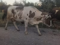 Vaca, Ganado vacuno — foto 2