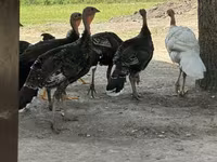 Turkeys — Foto 2
