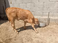 بقرة, Swiss cattle — الصورة 3