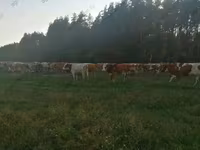 Vaca, Montbéliarde — foto 5