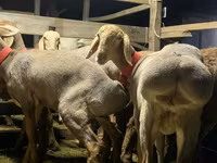 Schaf, Arashan sheep — Foto 5