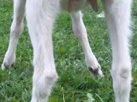 Ziegenbock, Ziegen — Foto 2