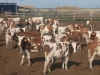 Vaca, Montbéliarde — foto 7