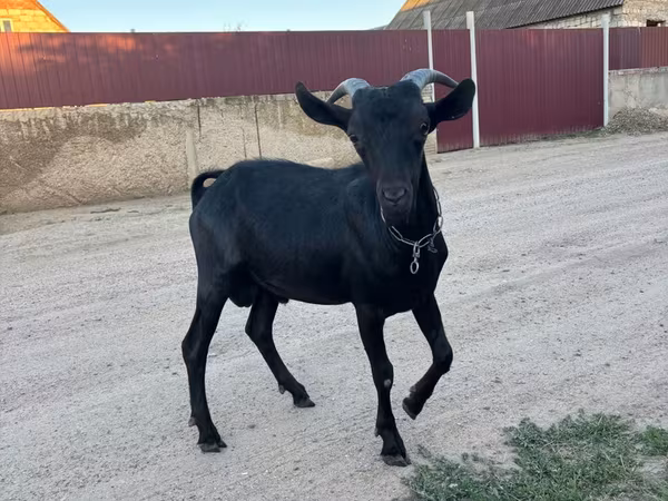 Ziegenbock, Murcia-Granada goats