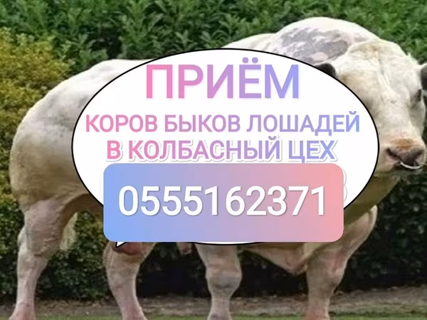 Бык, Коровы