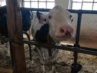 Vaca, Raza Holstein — foto 5