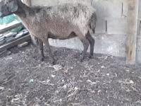 كبش, الأغنام — الصورة 1