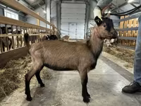 Cabro, Alpine goat — foto 2