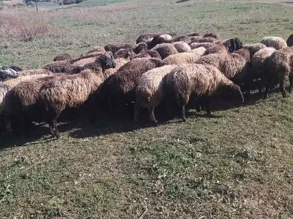 Баран, Бараны