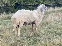 मेढ़ा, Karakul sheep — फ़ोटो 3