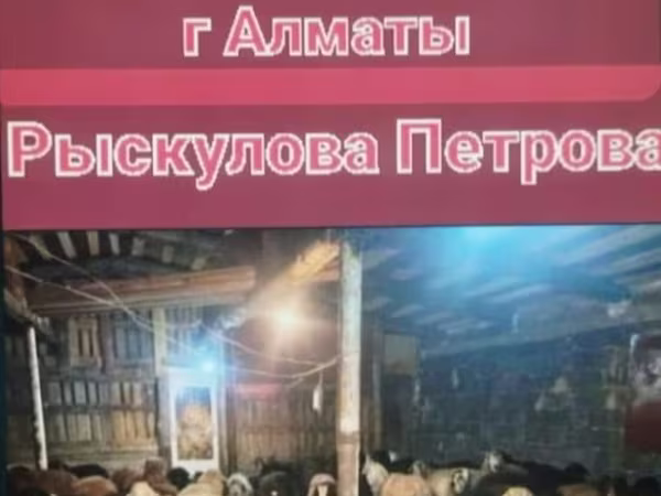 Баран, Бараны