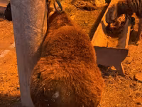 Ram, Hissar sheep — photo 1