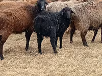 मेढ़ा, Edilbay sheep — फ़ोटो 5