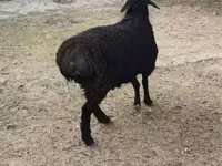 Carnero, Rhon sheep — foto 3