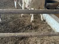 Bulle, Simmental cattle — Foto 4