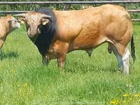 Bulle, Partenaise cattle — Foto 4