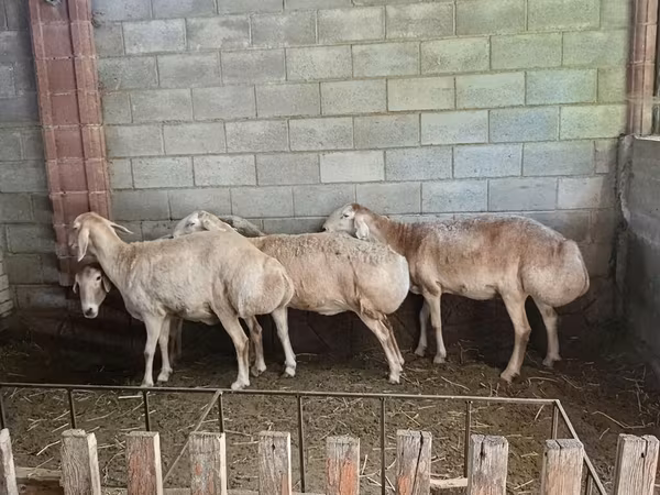 Schaf, Afghan Arabi sheep — Kirgisistan