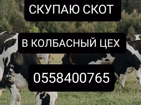 Бык, Коровы