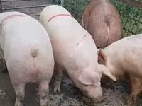 Eber, Schweine — Foto 4
