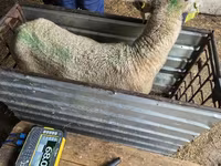 भेड़, Kuibyshev sheep — फ़ोटो 3