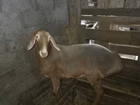 نعجة, Arashan sheep — الصورة 4