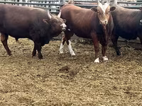 Bull, Kalmyk breed — photo 5