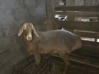 نعجة, Arashan sheep — الصورة 1