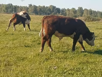 Toro, Yaroslavl cattle — foto 4