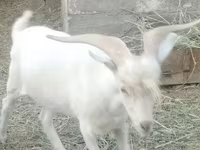 Ziegenbock, Saanen goat — Foto 3