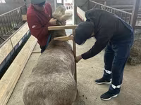 Widder, Arashan sheep — Foto 3
