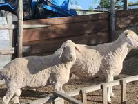 公羊, Sheep — 照片 1