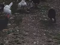 Turkeys — الصورة 4