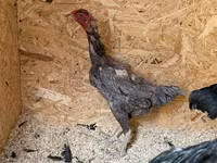 Chickens — Foto 8