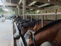 Caballo, Caballos — foto 6