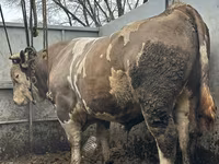 Bull, Cattle — photo 1