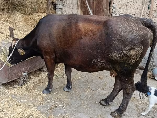 Vaca, Ganado vacuno — Kirguistán