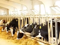 Toro, Raza Holstein — foto 5