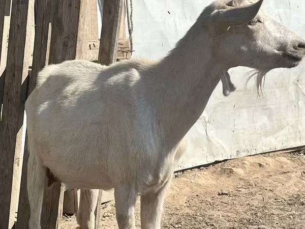 Коза, Ламанча коза