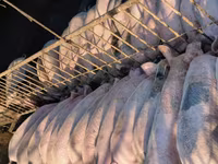 Boar, Pigs — photo 1