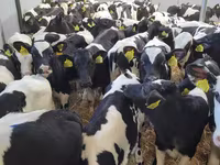 Toro, Ganado vacuno — foto 3