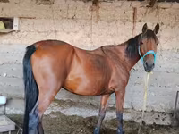 Yegua, Caballos — foto 1