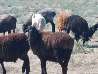 मेढ़ा, Edilbay sheep — फ़ोटो 2