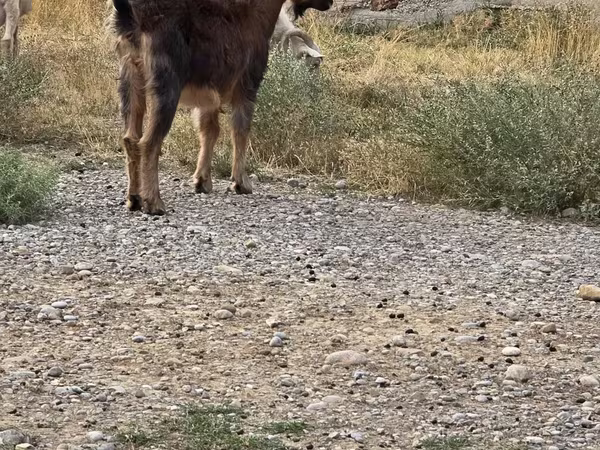 Козёл, Козлы