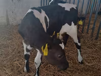 Vaca, Raza Holstein — foto 5